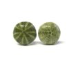 Sea Urchin / Kina Shell Studs - Image 2