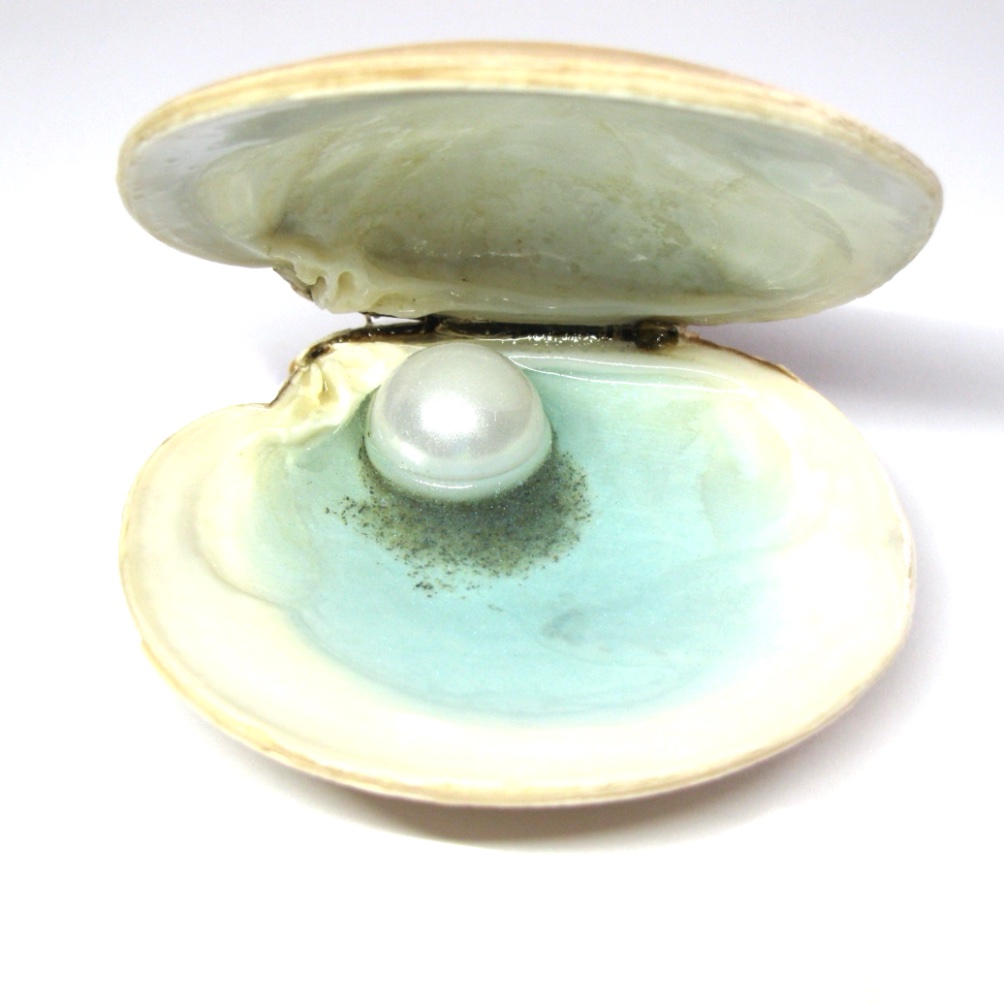 Shell Trinket Dishes - Image 10