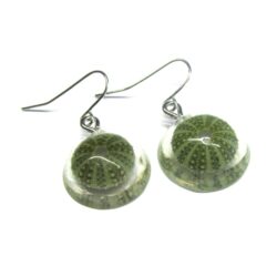 Sea Urchin / Kina Shell Earrings