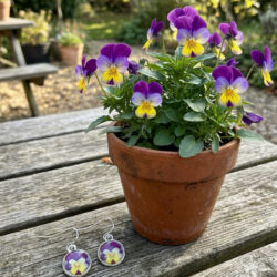 Pansy