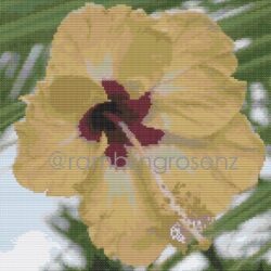 Hibiscus - yellow