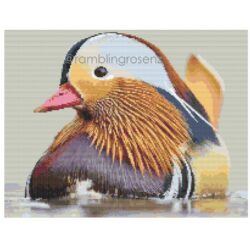 Mandarin Duck