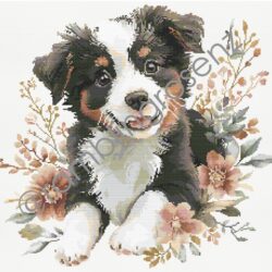 Border Collie Puppy