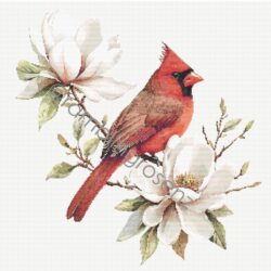 Cardinal on Magnolia