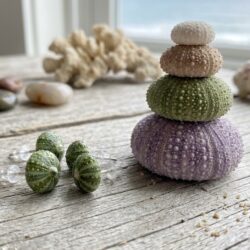 Shells